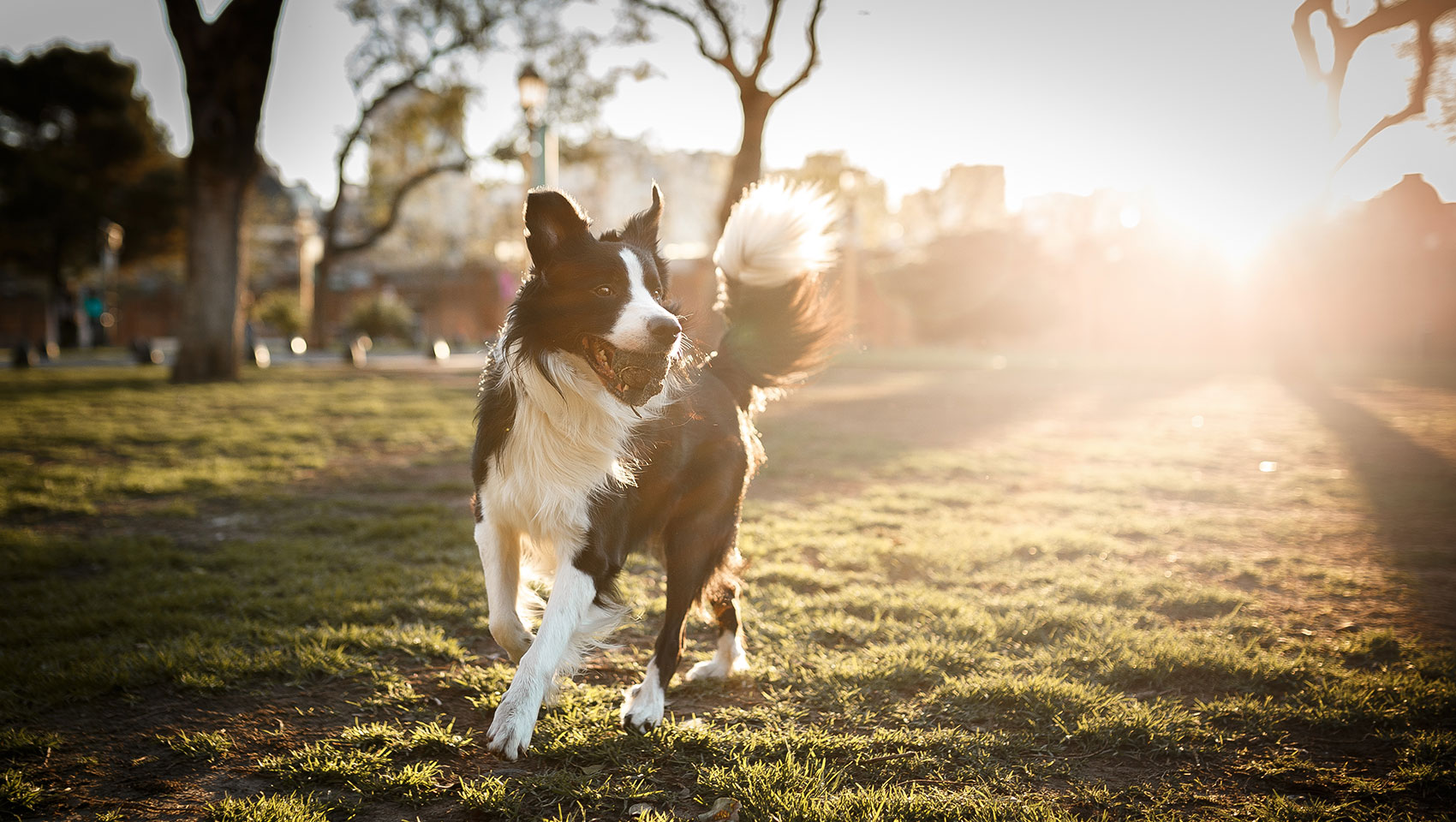 dog outside