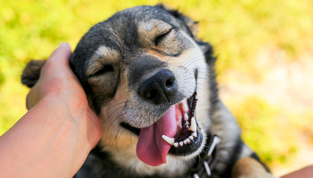 happy dog
