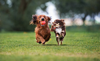 Two dogs running in the park