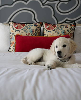 Pet Friendly Hotel in Seattle