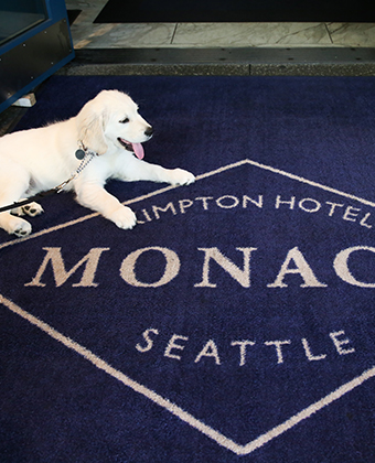 Puppy on leash at Kimpton Monaco Seattle
